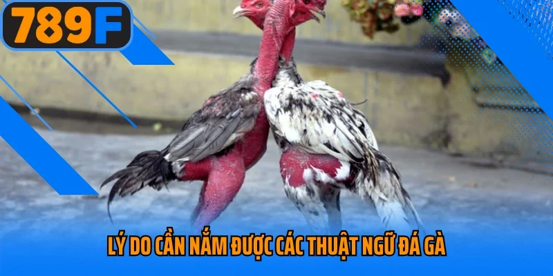 Lý do cần nắm được các thuật ngữ đá gà