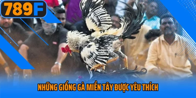 Những giống gà miền Tây được yêu thích