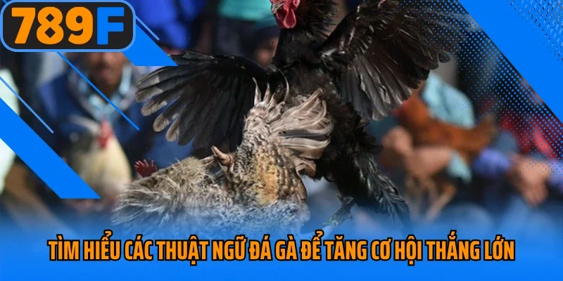Thuật Ngữ Đá Gà
